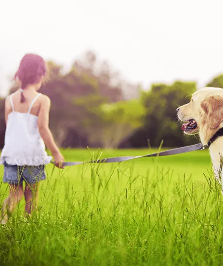 a girl walking a dog in a field